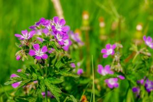 cranesbill-3604069_640-1