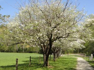dogwood-591705_640-1