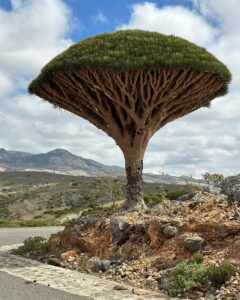 dragon-tree