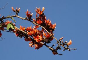 flower-1943240_640