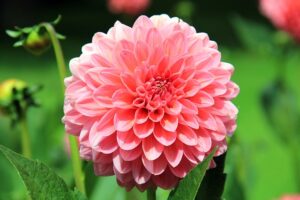 flower-197343_640