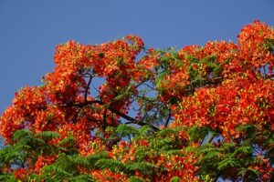 flower-5142366_640-1