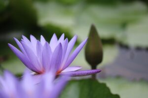 flower-5538547_640