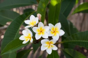 flowers-2967730_640
