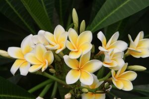 frangipani-4339912_640