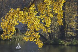 ginkgo-6743481_640