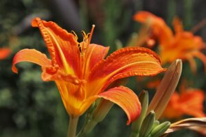 lily-4314461_640