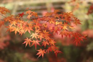 maple-4653495_640