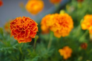 marigold-6497857_640