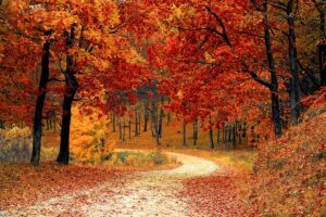 Trees with the Most Vibrant Fall Leaf Colors