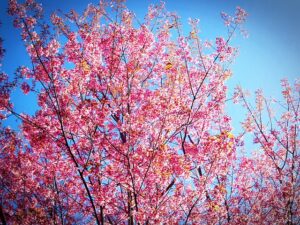sakura-1550819_640