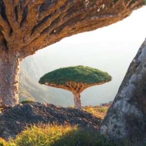 Socotra Island