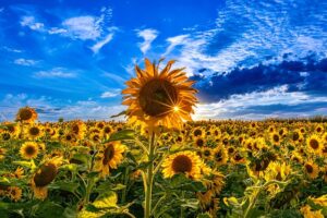 sunflowers-7122336_640