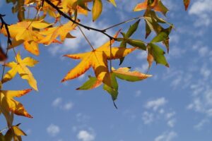 sweetgum-7577218_640