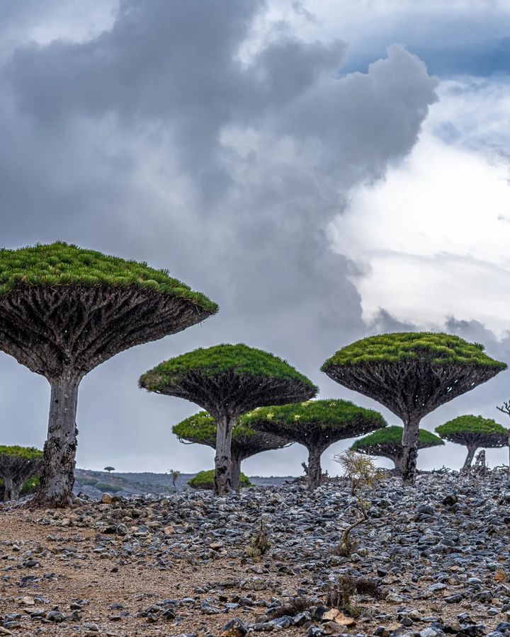 Amazing Trees Found in Desert Areas