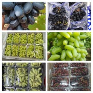 Grapes-Nashik-Small