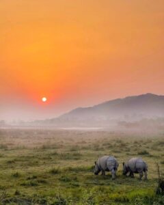 Kaziranga National Park