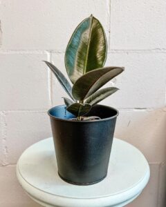 Ficus elastica