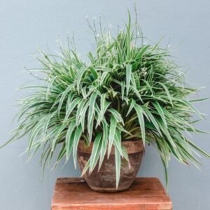 Spider Plant