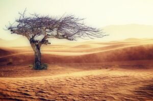 Top 10 Common Trees Found in Desert Areas