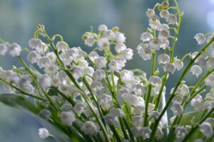 Flowers That Only Bloom at Night