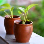 Small Plants for Home Decor