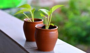 Small Plants for Home Decor