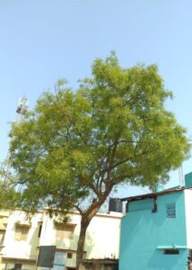 Azadirachta-indica-Small