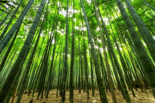 Amazing Bamboo