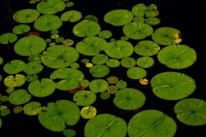 Aquatic plants