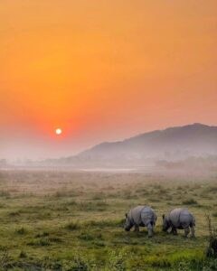 Kaziranga National Park, Assam