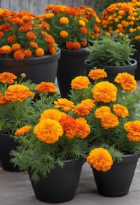 Marigolds