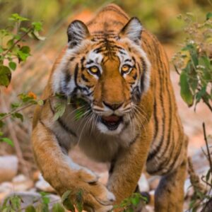 Jim Corbett National Park (Small)
