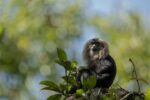 Lion Tailed Macaque from Gavi, Periyar Tiger reserve Kerala south india ...