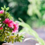 Top 10 Beautiful Low-Maintenance Plants for Balcony