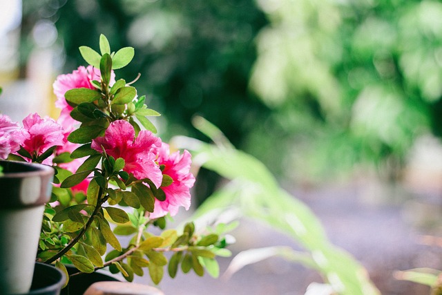 Plants for Balcony