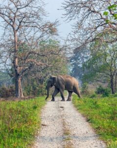 10. Manas National Park, Assam (Small)