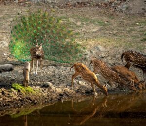 Kanha National Park (Small)