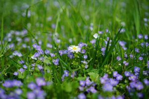 daisy-3102512_640