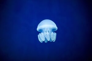 jellyfish-1033538_640