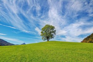tree-2888513_640