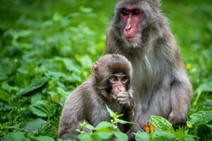 japanese-macaque-7354390_640
