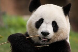 panda-8171354_640