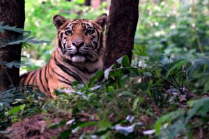 tiger-7264908_640