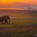 Jim Corbett National Park (Small)