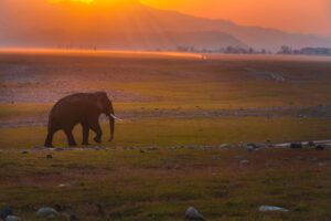 Jim Corbett National Park (Small)