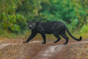 Tadoba Andhari Tiger Reserve