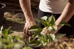 garden-5315602_640
