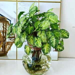 Arrowhead Plant 1