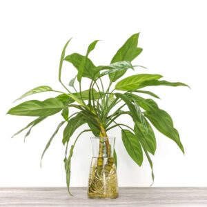 Chinese Evergreen